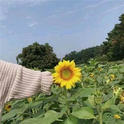 莱恩的宝藏手游